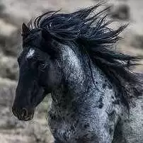 Blue Roan