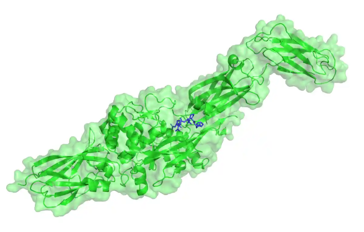 Probiotic Lactic Acid Bacteria Reduce Immunoreactivity of Gluten Peptides