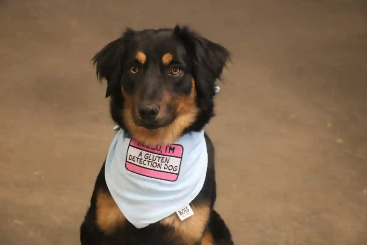 Colorado Training Facility Transforms Rescues into Gluten-Sniffing Service Dogs - Image: leasureranchk9.com