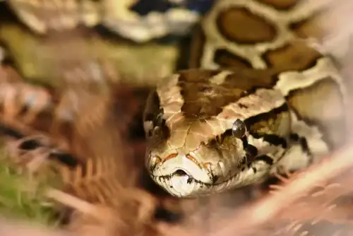 What Python Guts Can Teach Us About Celiac Disease (+Video) - Burmese Python Closeup by MyFWC Florida Fish and Wildlife is licensed under CC BY-ND 2.0.++ Watch the Video ++